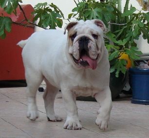 Roma, Dalila, Mercedes, Dyskretny Urok Burzuazji